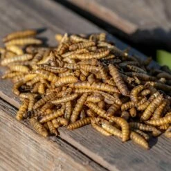 Eimer Mit Getrockneten Kalziumwürmern 600 G -Geflügelbedarf Verkäufe 2024 280530119 2