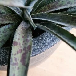 Capi Blumentopf, Recycelt Ø35x34 Oder Ø43x41 Cm -Geflügelbedarf Verkäufe 2024 300360119 ktg932 ktg 933 ktg 935