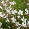 Prachtkerze ‘Whirling Butterflies’ (Gaura Lindheimeri), 4 Stück -Geflügelbedarf Verkäufe 2024 67044 1 1