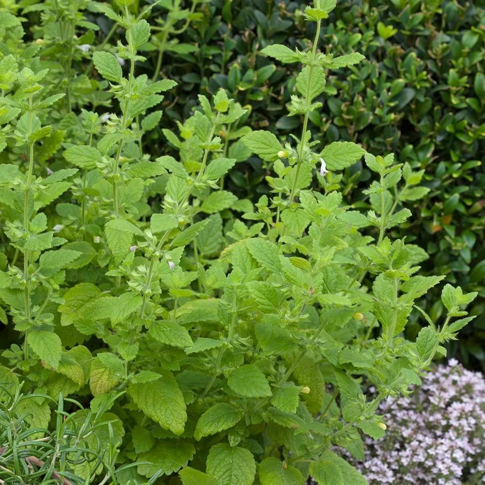 Zitronenmelisse (Melissa Officinalis), 4 Stück 4 Zitronenmelisse (Melissa Officinalis), 4 Stück – Bild 2