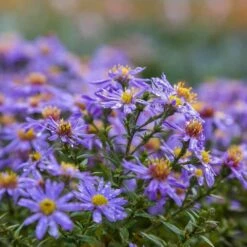 Kissenaster 'Prof. A. Kippenberg', 4 Stück