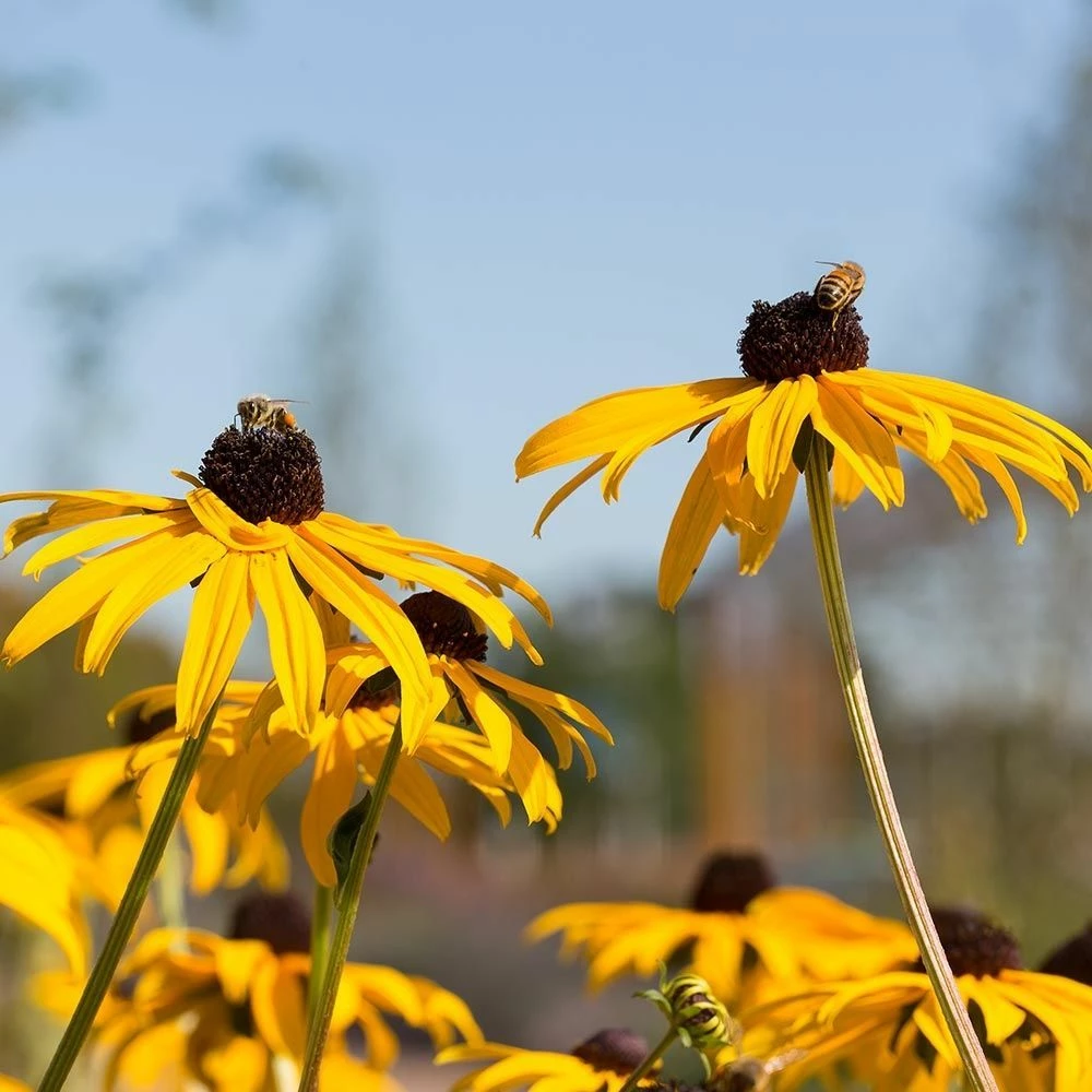 Leuchtender Sonnenhut 'Goldsturm' (Rudbeckia Fulgida), 4 Stück 3 Leuchtender Sonnenhut 'Goldsturm' (Rudbeckia Fulgida), 4 Stück