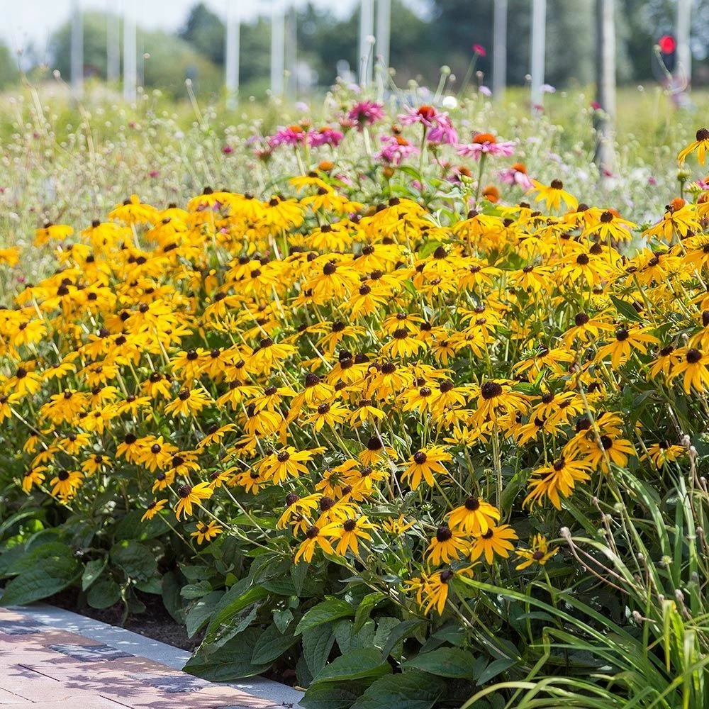 Leuchtender Sonnenhut 'Goldsturm' (Rudbeckia Fulgida), 4 Stück 4 Leuchtender Sonnenhut 'Goldsturm' (Rudbeckia Fulgida), 4 Stück – Bild 2