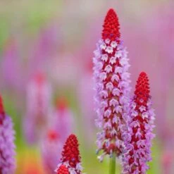 Orchideenprimel (Primula Viallii), 8 Stück -Geflügelbedarf Verkäufe 2024 80031 2 1