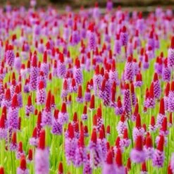 Orchideenprimel (Primula Viallii), 8 Stück -Geflügelbedarf Verkäufe 2024 80031 orchideeprimula