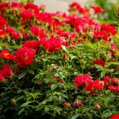 Rose Bijenweelde® Rot, Im Topf -Geflügelbedarf Verkäufe 2024 80153 bijenweelde rood 2