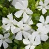 Weisses Immergrün (Vinca Minor Alba), 8 Stück