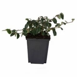 Zwergmispel (Cotoneaster Dammeri), 8 Stück 8 Zwergmispel (Cotoneaster Dammeri), 8 Stück -Geflügelbedarf Verkäufe 2024 80344 cotoneaster dammeri dv 7233 1