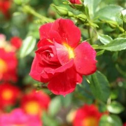 Rose Bijenweelde® Hellrot, Wurzelnackt (5 Stück)