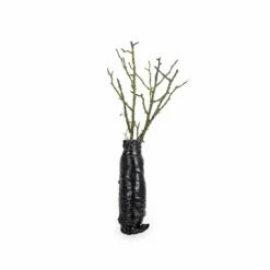 Rose Bijenweelde® Bicolor, Wurzelnackt (5 Stück) -Geflügelbedarf Verkäufe 2024 803500120 jvg 7707 5