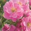 Rose Bijenweelde® Rosa, Wurzelnackt (5 Stück) 1 Rose Bijenweelde® Rosa, Wurzelnackt (5 Stück) -Geflügelbedarf Verkäufe 2024 803540120 bienenweide rosa 1