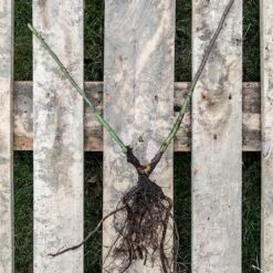 Kletterose Starlet 'Lola', Wurzelnackt (5 Stück) -Geflügelbedarf Verkäufe 2024 803590120 jvg 2551 1 1