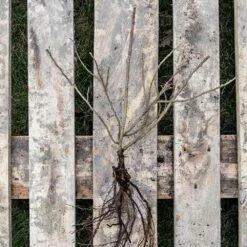 Kartoffelrose Strandperle® Amrun, Wurzelnackt (5 Stück) -Geflügelbedarf Verkäufe 2024 803680120 jvg 2584 1 1