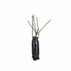 Kartoffelrose Strandperle® Amrun, Wurzelnackt (5 Stück) -Geflügelbedarf Verkäufe 2024 803680120 jvg 7709 1 1