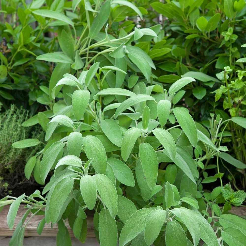 Echter Salbei (Salvia Officinalis), 4 Stück 4 Echter Salbei (Salvia Officinalis), 4 Stück – Bild 2