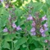 Echter Salbei (Salvia Officinalis), 4 Stück -Geflügelbedarf Verkäufe 2024 804390120 moh 17076 1
