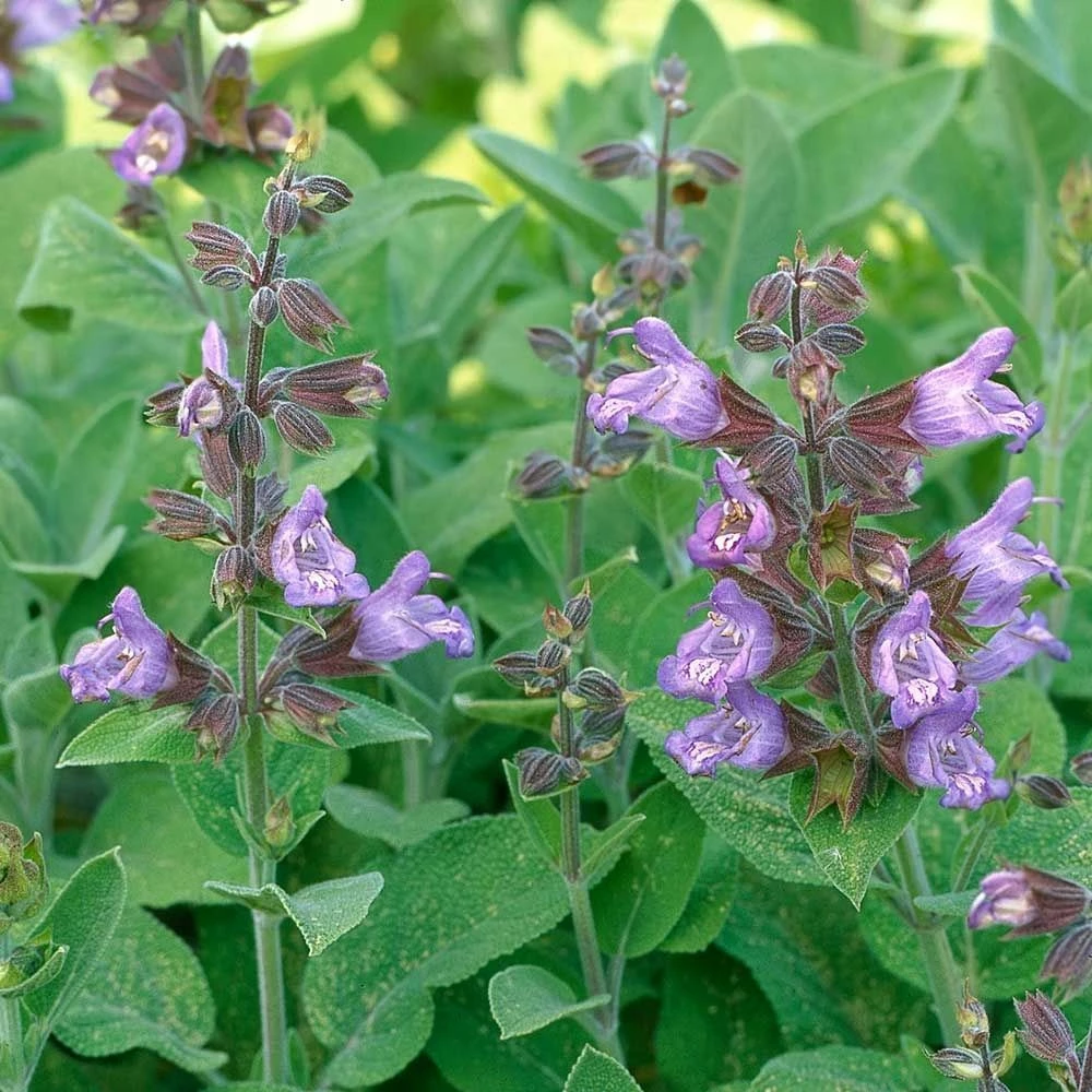Echter Salbei (Salvia Officinalis), 4 Stück 3 Echter Salbei (Salvia Officinalis), 4 Stück