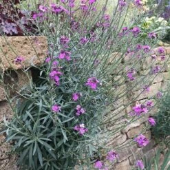 Geflügelbedarf Verkäufe 2024 -Geflügelbedarf Verkäufe 2024 804410120 erysimum bowles mauve 1 1