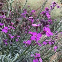 Ausdauernder Goldlack (Erysimum 'Bowles Mauve'), 4 Stück