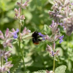 Katzenminze (Nepeta Faassenii), 4 Stück -Geflügelbedarf Verkäufe 2024 804440120 nepeta faassenii dv 0619 1