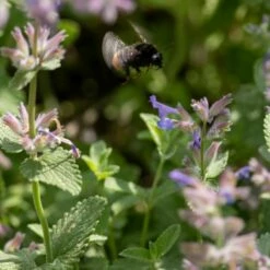 Katzenminze (Nepeta Faassenii), 4 Stück -Geflügelbedarf Verkäufe 2024 804440120 nepeta faassenii dv 0620 1 1