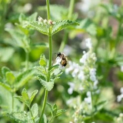 Katzenminze (Nepeta Faassenii), 4 Stück -Geflügelbedarf Verkäufe 2024 804440120 nepeta faassenii alba dv 0582 1