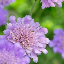 Tauben-Skabiose (Scabiosa Col. 'Butterfly Blue'), 4 Stück