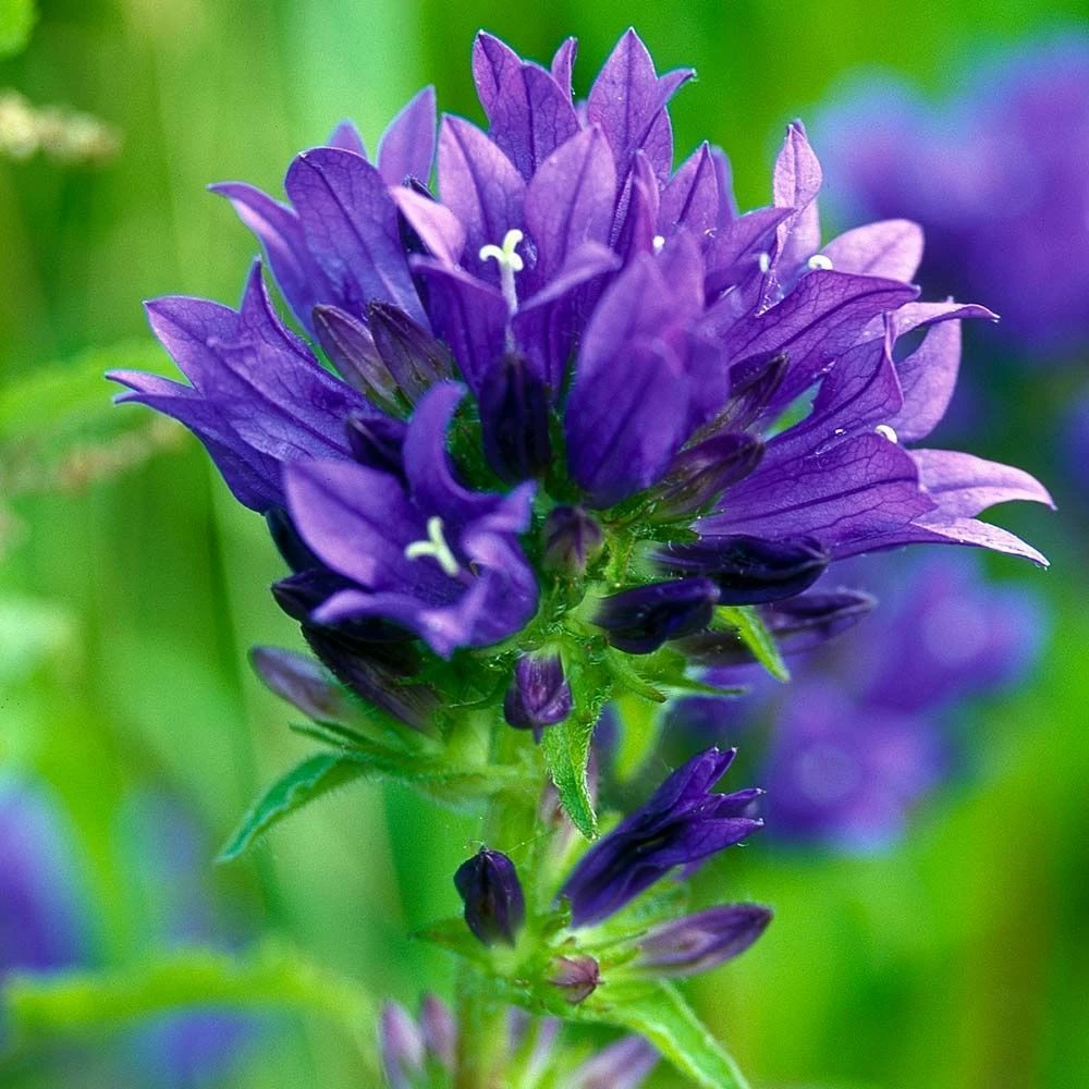 Knäuel-Glockenblume (Campanula Glomerata), 4 Stück 3 Knäuel-Glockenblume (Campanula Glomerata), 4 Stück