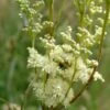 Echtes Mädesüß (Filipendula Ulmaria), 4 Stück -Geflügelbedarf Verkäufe 2024 804560120 moh 0715 8537 1