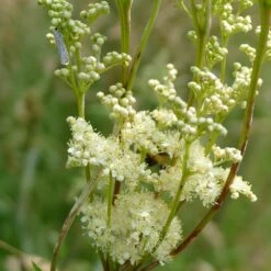 Echtes Mädesüß (Filipendula Ulmaria), 4 Stück