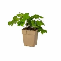 Brauner Storchschnabel (Geranium Phaeum), 4 Stück -Geflügelbedarf Verkäufe 2024 804570120 pot 8717191531580 1