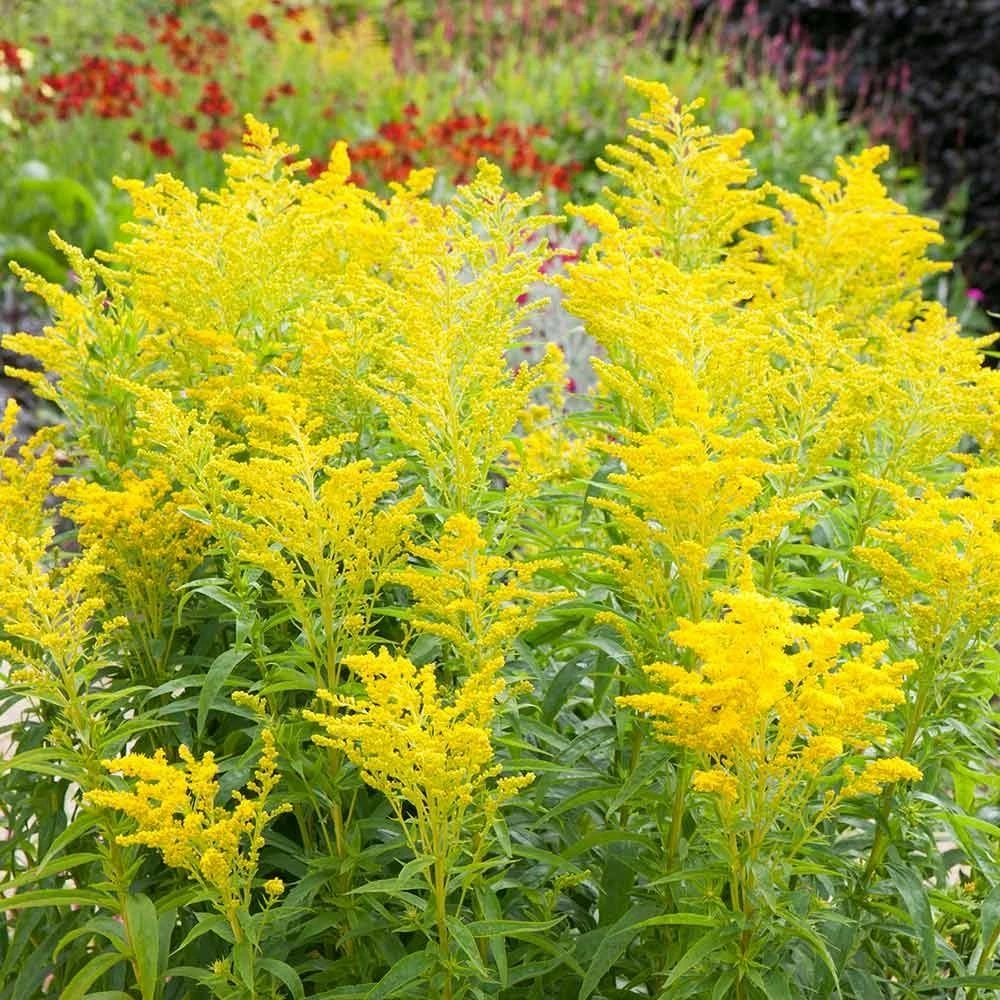 Gewöhnliche Goldrute (Solidago Virgaurea), 4 Stück 3 Gewöhnliche Goldrute (Solidago Virgaurea), 4 Stück