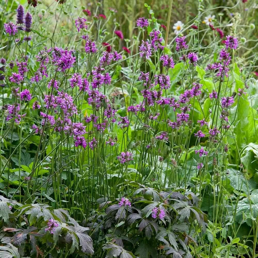 Heil-Ziest (Stachys Officinalis), 4 Stück 4 Heil-Ziest (Stachys Officinalis), 4 Stück – Bild 2