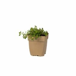 Breitblättriger Thymian (Thymus Pulegioides) - 4 Stück -Geflügelbedarf Verkäufe 2024 804790120 pot 8713469775236 1