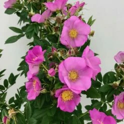 Rose Jam-a-Licious, Im Topf