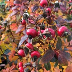 Rose Jam-a-Licious, Wurzelnackt (5 Stück) -Geflügelbedarf Verkäufe 2024 804920120 rose jam a licious jam a liciousr herfst low res 1 1