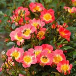 Rose Bijenweelde® Bicolor, Wurzelnackt (5 Stück)