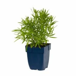 Sumpf-Schafgarbe (Achillea Ptarmica 'The Pearl'), 4 Stück -Geflügelbedarf Verkäufe 2024 810200120 achillea ptarm the pearl studio 1 1