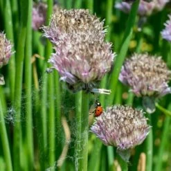 Berg-Lauch (Allium Senescens), 4 Stück -Geflügelbedarf Verkäufe 2024 810210120 alliu senescens dv 0516 1