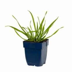 Berg-Lauch (Allium Senescens), 4 Stück -Geflügelbedarf Verkäufe 2024 810210120 allium senescens studio 1 1