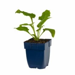 Weißer Sonnenhut (Echinacea Purpurea 'Alba'), 4 Stück -Geflügelbedarf Verkäufe 2024 810290120 echinacea purp alba studio 1