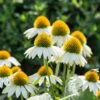 Weißer Sonnenhut (Echinacea Purpurea 'Alba'), 4 Stück