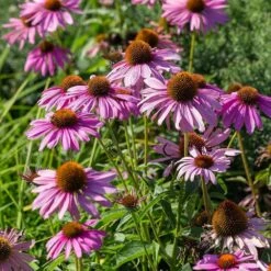 Purpur-Sonnenhut 'Magnus' (Echinacea Purpurea), 4 Stück