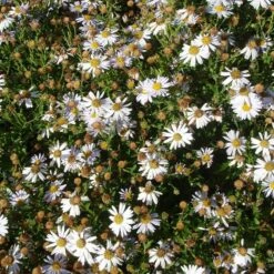 Garten-Schönaster (Kalimeris Incisa), 4 Stück -Geflügelbedarf Verkäufe 2024 810350120 kalimeris incisa 1