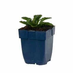 Garten-Schönaster 'Nana Blue' (Kalimeris Incisa), 4 Stück 6 Garten-Schönaster 'Nana Blue' (Kalimeris Incisa), 4 Stück -Geflügelbedarf Verkäufe 2024 810360120 kalimeris incisa nana blue studio 1