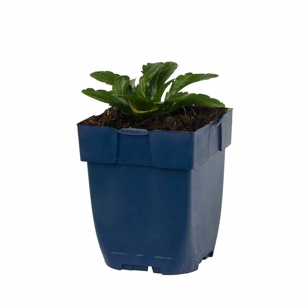 Garten-Schönaster 'Nana Blue' (Kalimeris Incisa), 4 Stück 4 Garten-Schönaster 'Nana Blue' (Kalimeris Incisa), 4 Stück – Bild 2