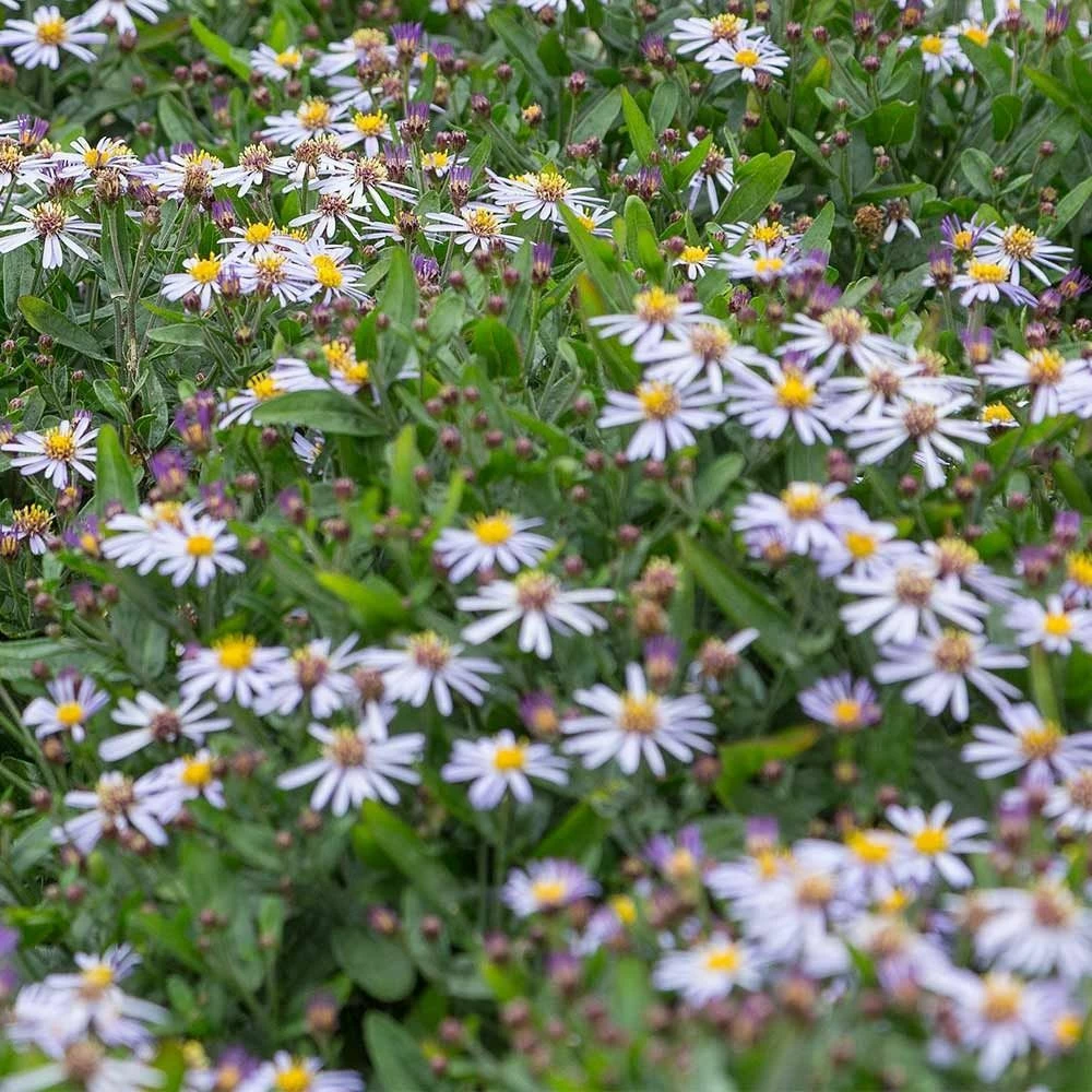 Garten-Schönaster 'Nana Blue' (Kalimeris Incisa), 4 Stück 3 Garten-Schönaster 'Nana Blue' (Kalimeris Incisa), 4 Stück