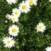 Margerite 'Maikönigin' (Leucanthemum), 4 Stück 1 Margerite 'Maikönigin' (Leucanthemum), 4 Stück -Geflügelbedarf Verkäufe 2024 810380120 leucanthemum vulgare maikonigin 1