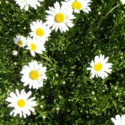 Margerite 'Maikönigin' (Leucanthemum), 4 Stück