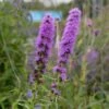 Prachtscharte (Liatris Spicata), 4 Stück 2 Prachtscharte (Liatris Spicata), 4 Stück -Geflügelbedarf Verkäufe 2024 810390120 liatris spicata 1
